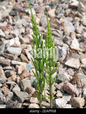 Ackerschachtelhalm Equisetum arvense Stockfoto