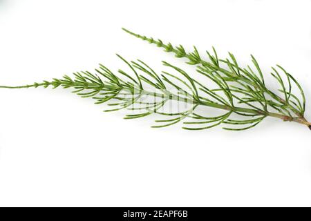 Ackerschachtelhalm Equisetum arvense Stockfoto