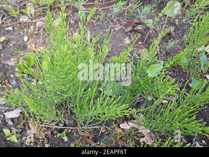 Ackerschachtelhalm Equisetum arvense Stockfoto