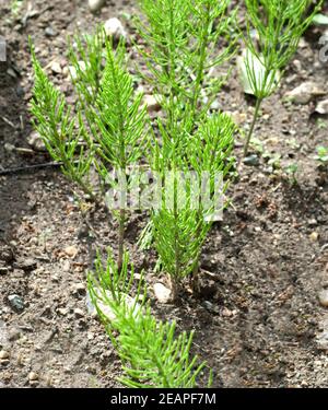 Ackerschachtelhalm Equisetum arvense Stockfoto