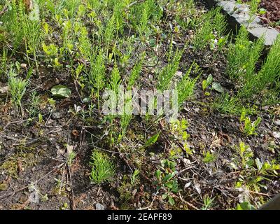 Ackerschachtelhalm Equisetum arvense Stockfoto