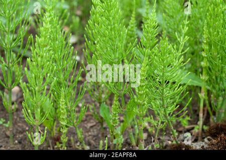 Ackerschachtelhalm Equisetum arvense Stockfoto