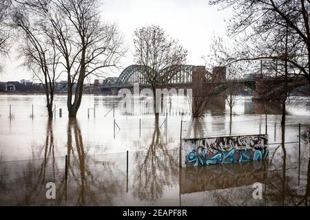 Rheinflut am 5th. Februar. 2021, überflutete Tennisplätze und Bäume im Wasser im Bezirk Poll, Südbrücke, Köln, Deutschland. Hochwass Stockfoto