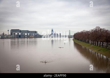 Hochwasser des Rheins am 5th. Februar. 2021, Blick über die überflutete Wiese im Ortsteil Deutz zum Rheinauer Hafen mit den Kranichhäusern und zu Stockfoto