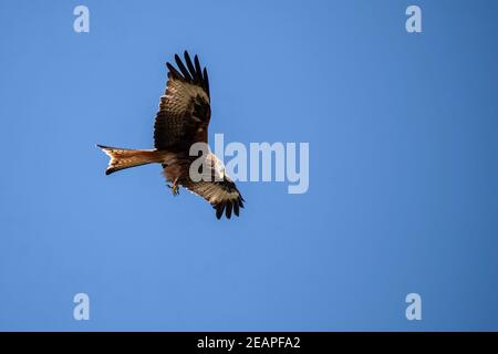 Ein Red Kite Milvus milvus großer Greifvogel auf der Suche Für Nahrung im Flug und prominent gegen ein helles Blau Himmel Stockfoto