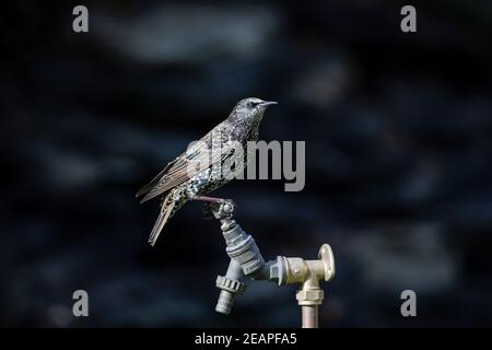 Gewöhnlicher Sternvogel Sturnus vulgaris in gedämpfter Beleuchtung, der sich anstarrte Ein Gartenwasserhahn mit gesprenkeltem und irisierendem Gefieder Stockfoto