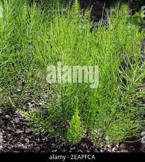 Ackerschachtelhalm Equisetum arvense Stockfoto