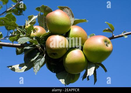 Aepfel am Ast Stockfoto