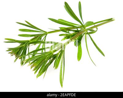 Ackerschachtelhalm Equisetum arvense Stockfoto