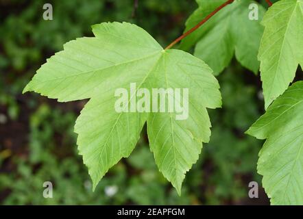 Acer pseudoplatanus Bergahorn Stockfoto