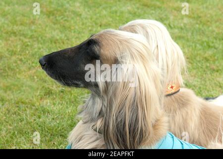 Afghanischer Afghanischer Windhund Stockfoto