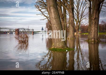 Hochwasser des Rheins am 5th. Februar. 2021, die überflutete Wiese im Bezirk Poll, Blick auf die Südbrücke und den Dom, Köln, Deutschland. Stockfoto