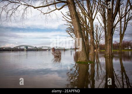 Hochwasser des Rheins am 5th. Februar. 2021, die überflutete Wiese im Bezirk Poll, Blick auf die Südbrücke und den Dom, Köln, Deutschland. Stockfoto