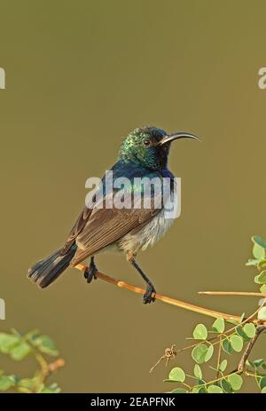 Weißreiher Sunbird (Cinnyris talatala) erwachsenes Männchen, das auf dem Zweig Kruger NP, Südafrika, thront November Stockfoto