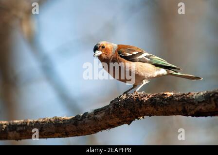 Buchfink auf Baum Zweig posiert Stockfoto