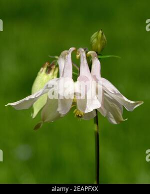 Akelei, Aquilegia vulgaris, Stockfoto