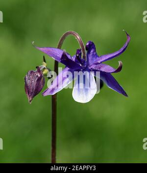 Akelei, Aquilegia vulgaris, Stockfoto