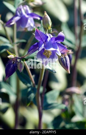 Akelei Aquilegia vulgaris Stockfoto