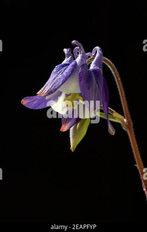 Akelei, Aquilegia vulgaris Stockfoto