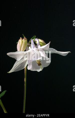 Akelei, Aquilegia vulgaris Stockfoto