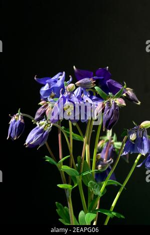 Akelei, Aquilegia vulgaris Stockfoto