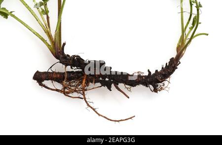 Bachnelkenwurz, Geum Rivale, Stockfoto