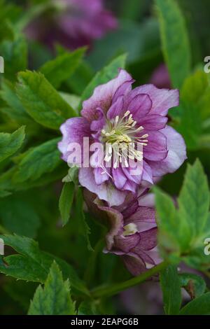 Frühlingsblühende Rose wie Hellebore blüht Queens Double Pink. Doppelt blühende Hellebores Variation ideal für den Wintergarten. Stockfoto