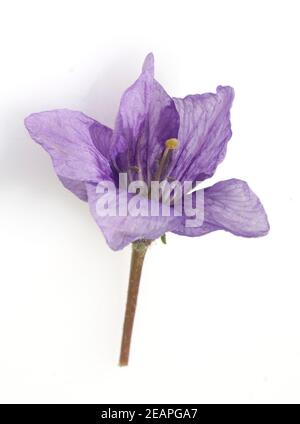 Alraune; Mandragora officinarum Stockfoto