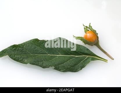 Alraune; Mandragora officinarum Stockfoto