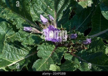 Alraune; Mandragora officinarum Stockfoto