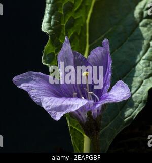 Alraune; Mandragora officinarum Stockfoto