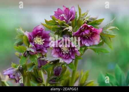 Hellebore Bepflanzung im Garten im Halbschatten. Gemischte Farbe Hellebore Blume Prinz Doppel Rot wächst im Wintergarten im späten Winter. Stockfoto