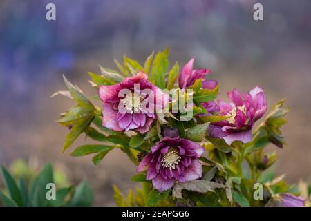 Lenten Rose oder Hellebore Blumen Doppel Ellen Picotee, die natürlich nicken. Dicht doppelt große Christrose Blüte. Hellebores, die zu gehören Stockfoto