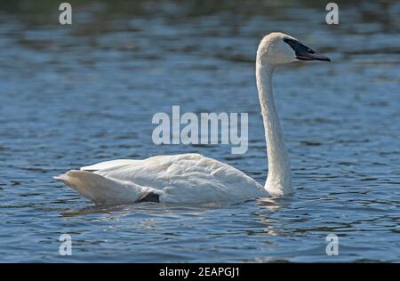 Trompeter Schwan Nahaufnahme in den Wilden Stockfoto