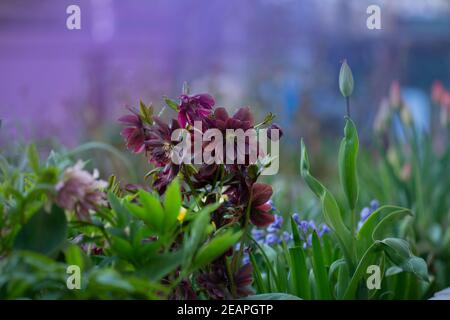 Hybrid-Hellebores oder Weihnachtsrose blüht im Winter und Frühjahr. Frühe frühlingsblühende Rose wie Hellebore Blüten. Doppelt blühende Hellebores va Stockfoto