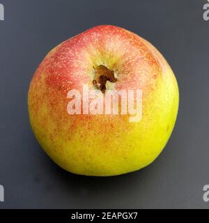 Altlaender Pfannkuchen, Alte Apfelsorten, Apfel, Malus, domestica Stockfoto