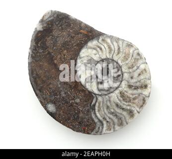 Ammonit, Fossil, Sagittalschnitt Stockfoto