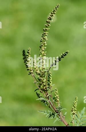 Ambrosiabluete, Ambrosia, Artemisiifolia Stockfoto