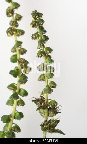 Ambrosiabluete, Ambrosia, Artemisiifolia Stockfoto