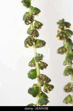 Ambrosiabluete, Ambrosia, Artemisiifolia Stockfoto