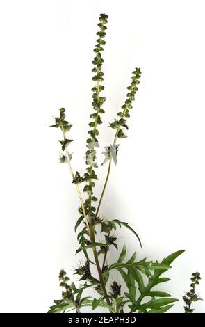 Ambrosiabluete, Ambrosia, Artemisiifolia Stockfoto