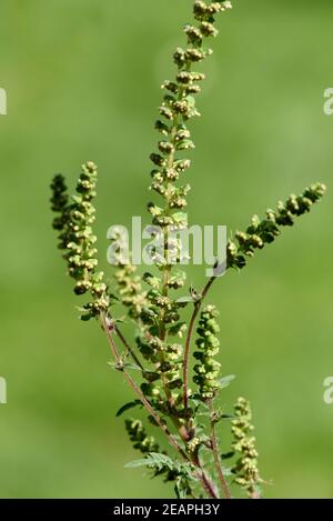 Ambrosiabluete, Ambrosia, Artemisiifolia Stockfoto