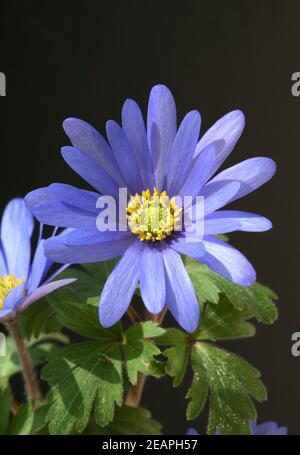 Strahlenanemone, Anemone Blanda Stockfoto