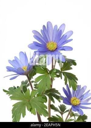 Strahlenanemone, Anemone Blanda Stockfoto