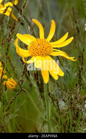 Arnika Arnica montana Stockfoto