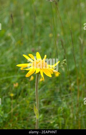 Arnika, Arnica montana Stockfoto