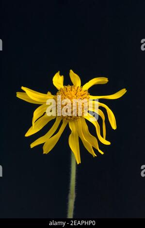 Arnika, Arnica montana Stockfoto