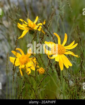 Arnika Arnica montana Stockfoto