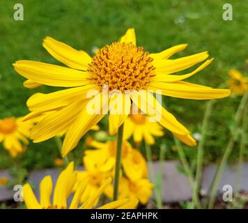 Arnika, Arnica, montana Stockfoto