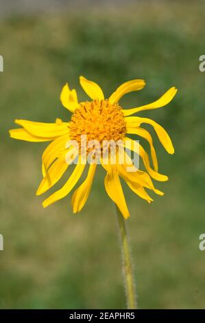 Arnika, Arnica montana Stockfoto